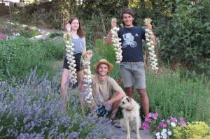 Plaiting Garlic