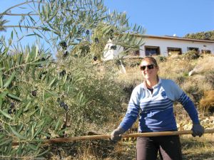 Olive Picking