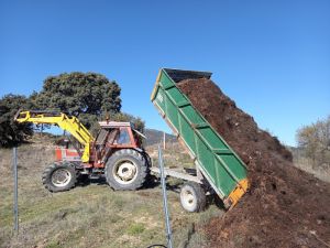 Cow manure