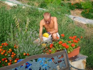 Weeding the nasturtiums