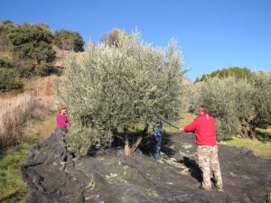 Olive Harvest