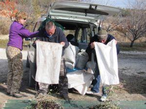 Weighing the olives