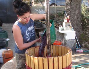 Heather adds crushed grapes to the wine press