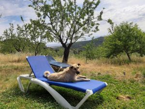 Shep on lounger