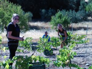 Picking Grapes