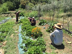 Strawberry Patch