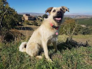 Shep and the Cortijo Robledal