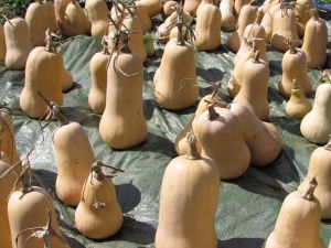 Butternut Squash