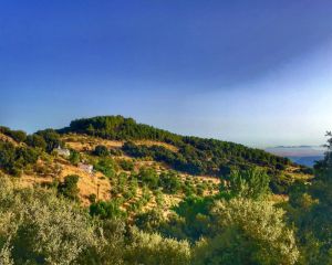 The Cortijo