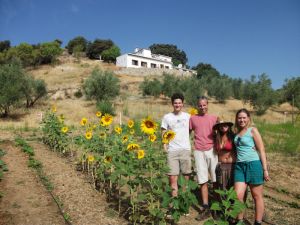 Growing sunflowers