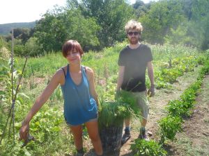 Harvesting a bucket of Fennel