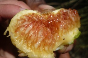 juicy fig