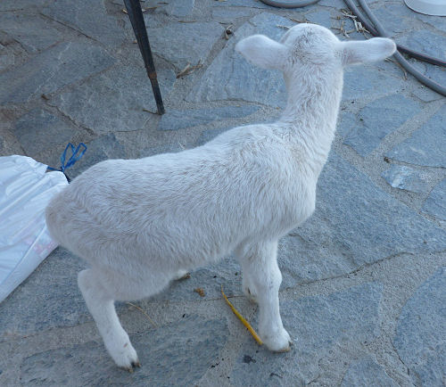 lamb1