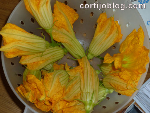Courgette flowers stuffed with goat's cheese